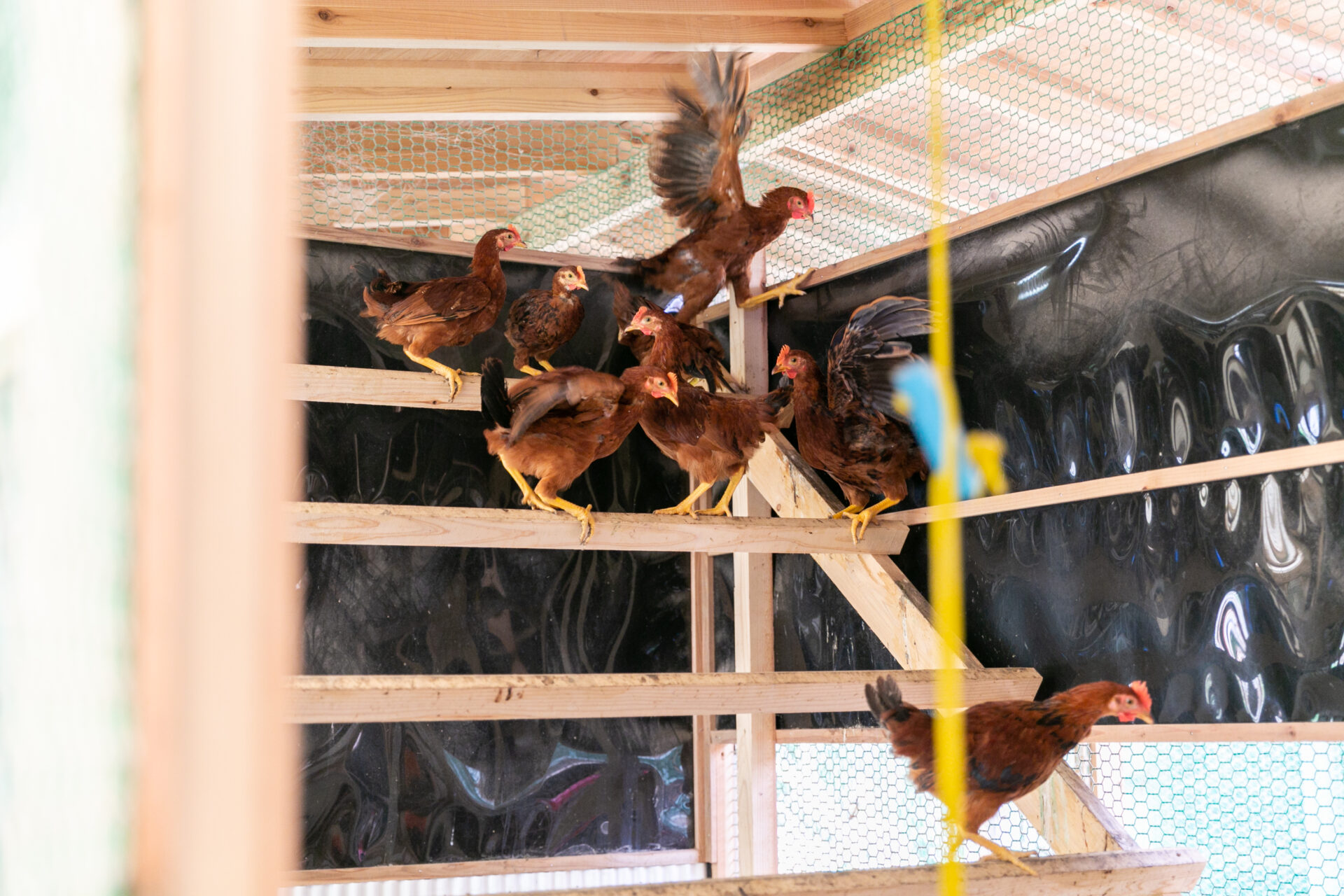 土佐ジローは跳ぶんです