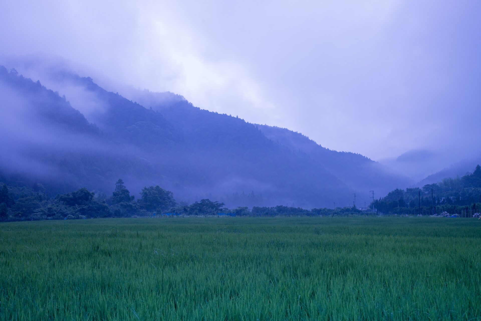 畑山の山々と土佐ジローのいる風景